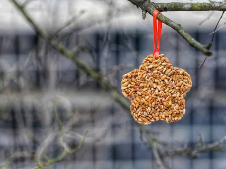 DIY: Vetbollen voor de vogels maken - Mamaliefde.nl