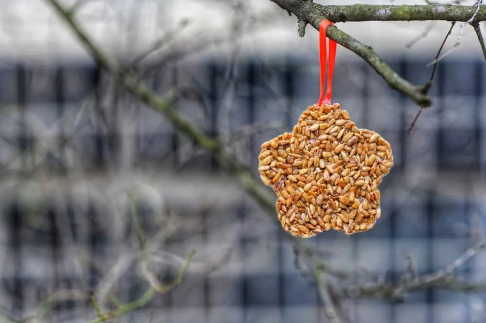 DIY: Vetbollen voor de vogels maken - Mamaliefde.nl