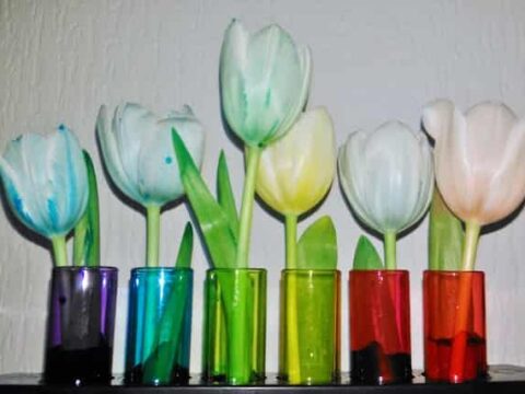 Bloemen kleuren met kleurstof of ecoline experiment