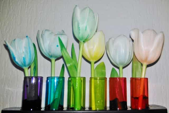 Bloemen (tulpen) / planten kleuren met water, kleurstof en ecoline experiment - Mamaliefde.nl