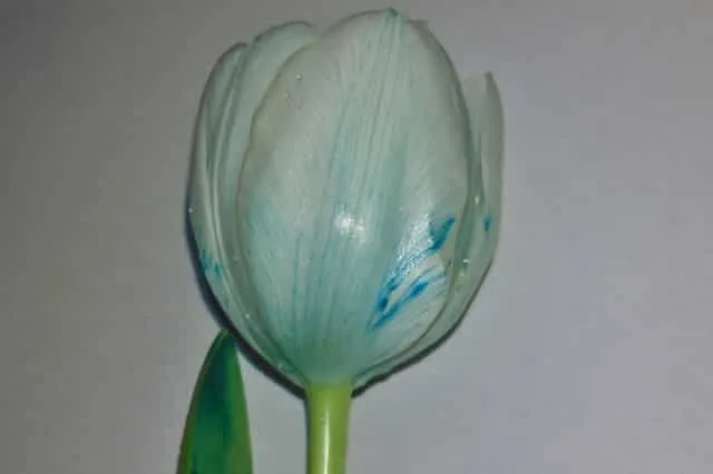 Experiment; witte tulpen kleuren met kleurstof - Mamaliefde