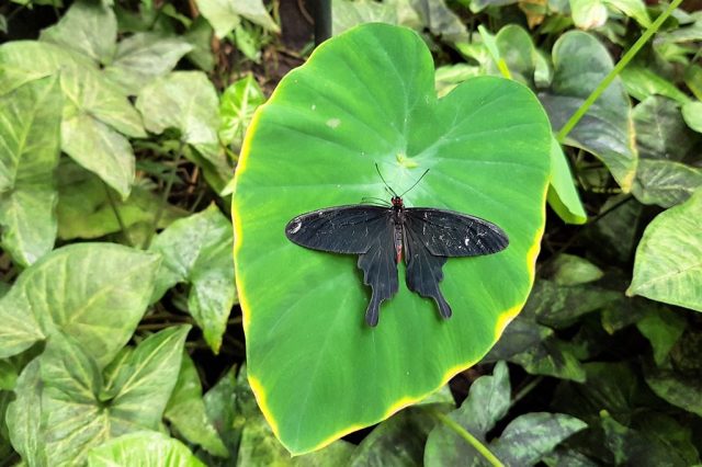 Vlinders aan de Vliet vlindertuin Voorschoten - Reisliefde