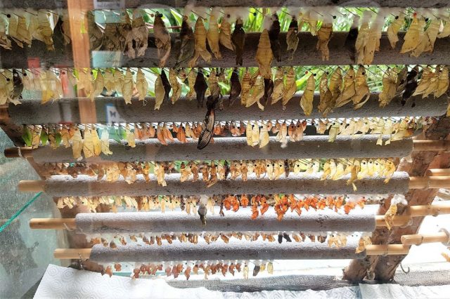 Vlinders aan de Vliet vlindertuin Voorschoten - Reisliefde