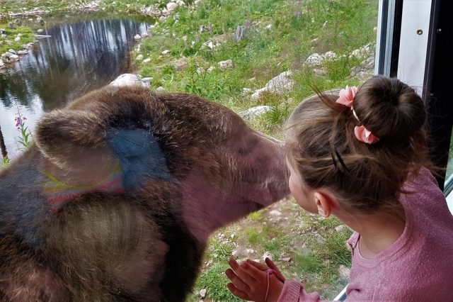 Orsa roofdierenpark & berenpark Zweden bezoeken review - Reisliefde