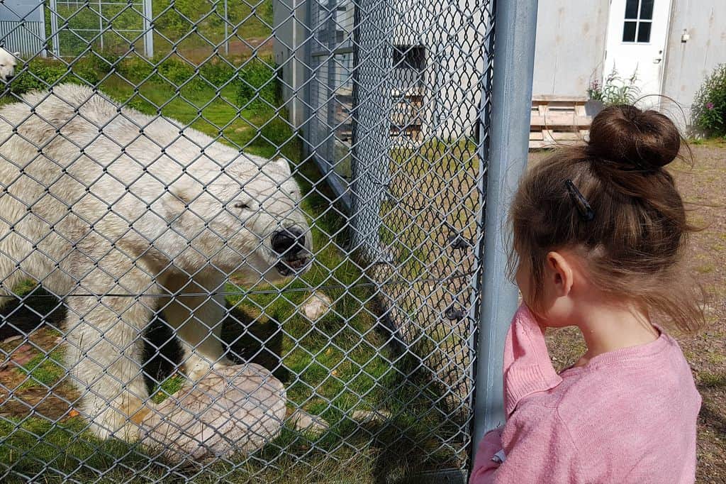 Orsa roofdierenpark Zweden; ervaringen berenpark met kinderen - Mamaliefde.nl