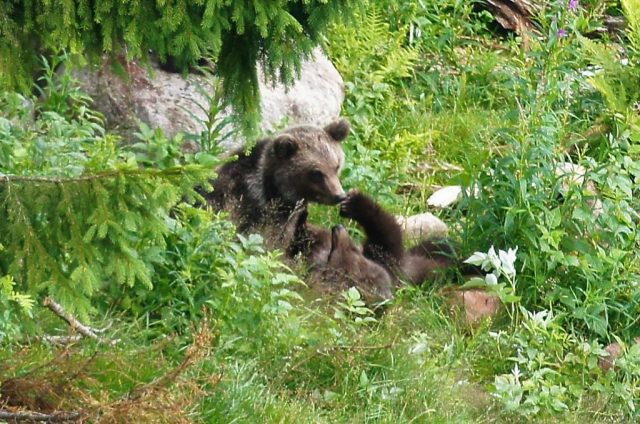 Orsa roofdierenpark & berenpark Zweden bezoeken review - Reisliefde
