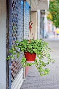 Het zijn niet langer geraniums die aan je oma doen denken, maar heerlijke groene planten zijn niet alleen verantwoord voor een hippe woonkamer, het is ook nog eens goed van je humeur omdat je er een stuk vrolijker van wordt en het is ook nog eens gezond.