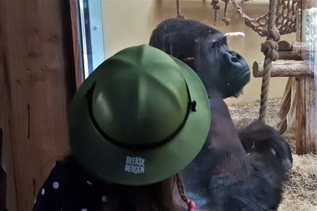 Safaripark Beekse Bergen review; dierentuin met autosafari - Mamaliefde
