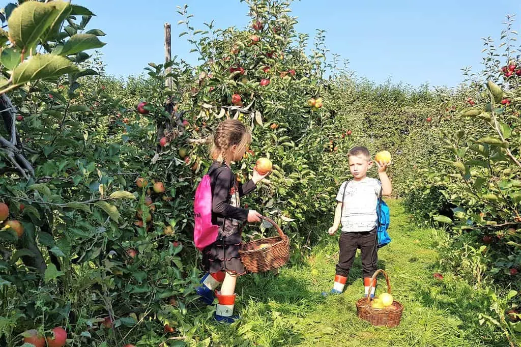 25 Pluktuinen Nederland; appels & fruit plukken met kinderen - Mamaliefde