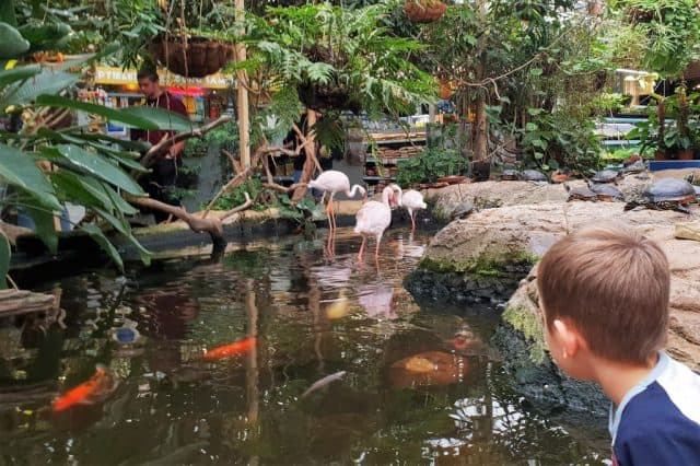 Avonturia Vogelkelder Den Haag; dierenwinkel, overdekte dierentuin en binnenspeeltuin - Reisliefde