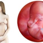 Zwangerschapskalender; 12 weken zwanger - Mamaliefde