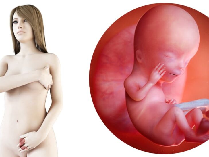 Zwangerschapskalender; 12 weken zwanger