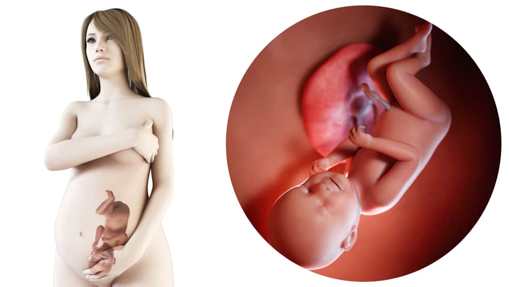 zwangerschapskalender; 38 weken zwanger - Mamaliefde.nl