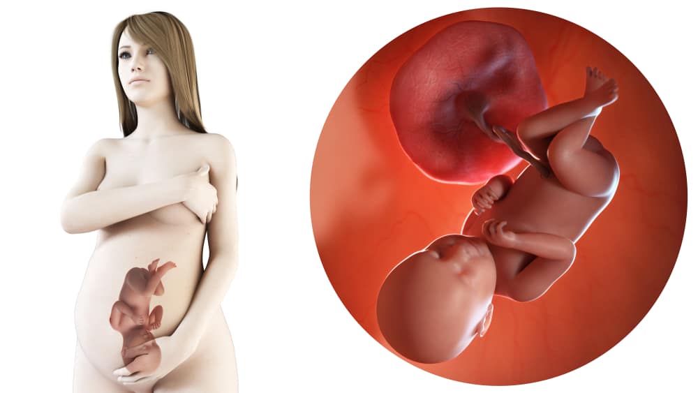 zwangerschapskalender; 39 weken zwanger - Mamaliefde.nl