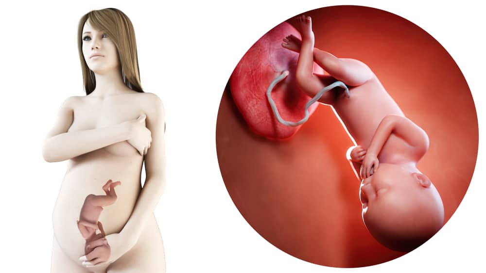 Zwangerschapskalender; 36 weken zwanger