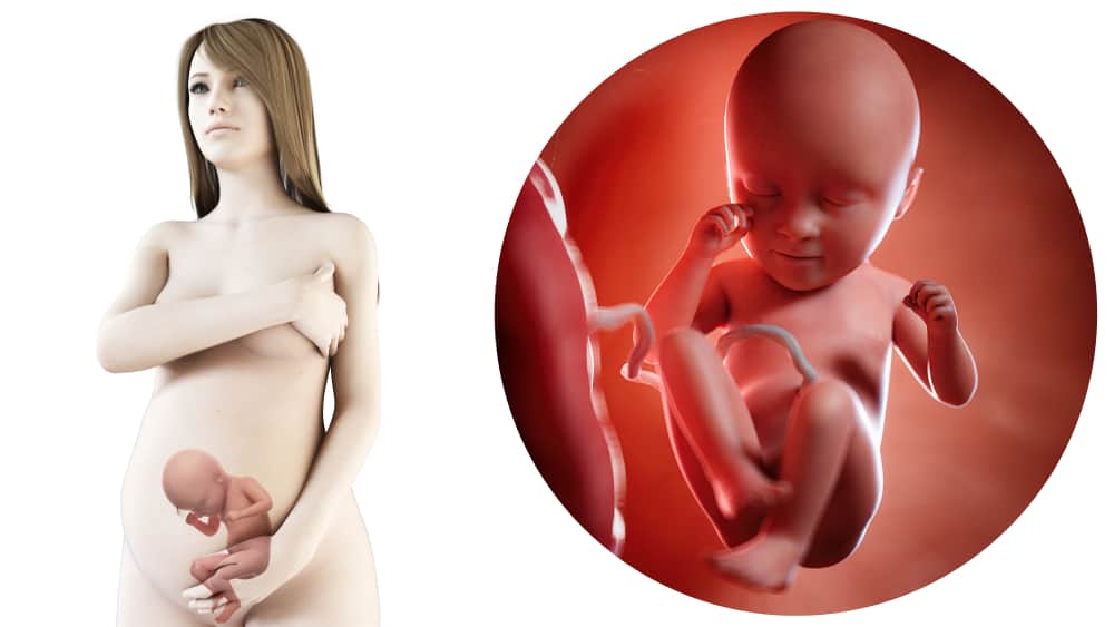 35 weken zwanger; zwangerschapskalender - Mamaliefde.nl - Mamaliefde.nl