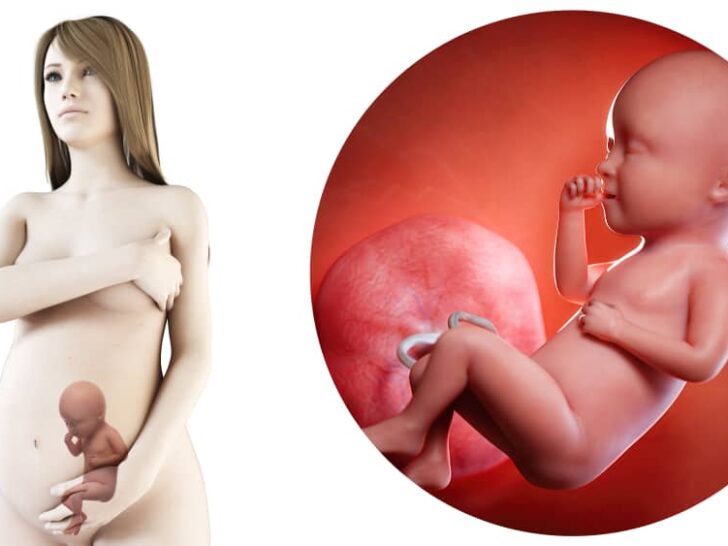 Zwangerschapskalender; 34 weken zwanger