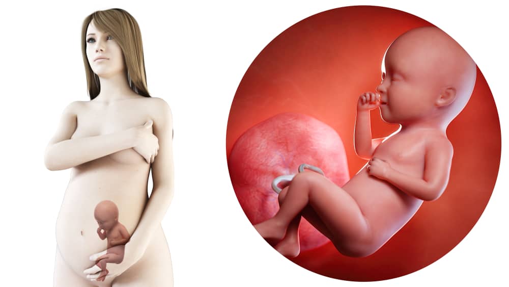 zwangerschapskalender; 34 weken zwanger - Mamaliefde.nl