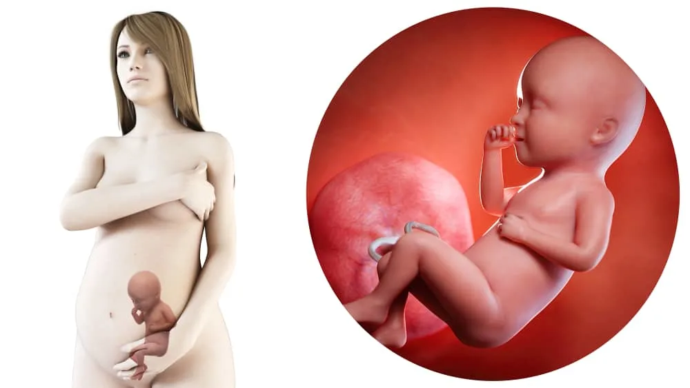 zwangerschapskalender; 34 weken zwanger - Mamaliefde.nl