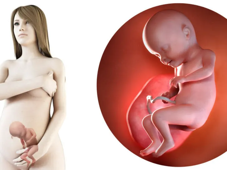 31 weken zwanger - zwangerschapskalender. Grootte foetus baby & symptomen zwangerschap moe, buikje, zweten, buikpijn, gewicht, harde buiken en indalen - mamaliefde.nl