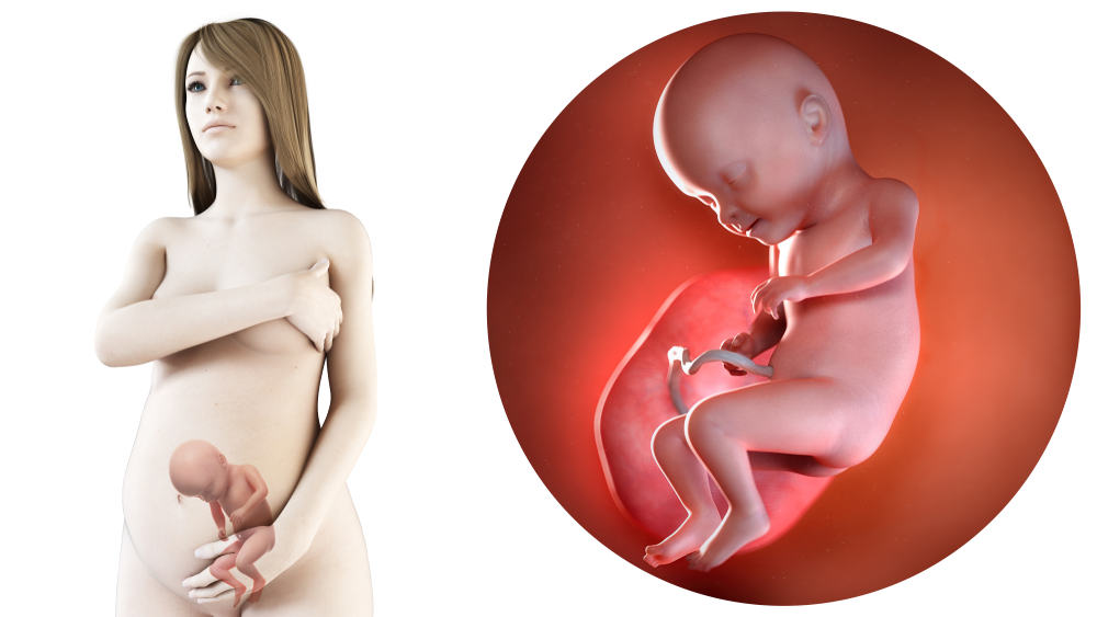 31 weken zwanger - zwangerschapskalender. Grootte foetus baby & symptomen zwangerschap moe, buikje, zweten, buikpijn, gewicht, harde buiken en indalen - mamaliefde.nl