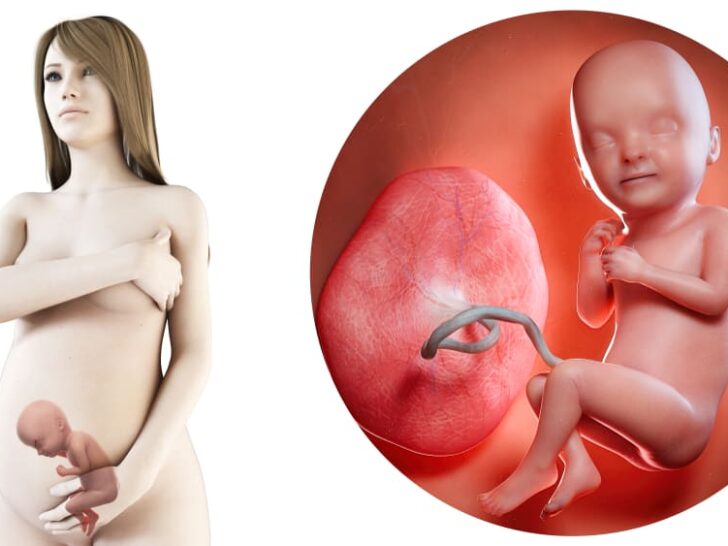 Zwangerschapskalender; 33 weken zwanger