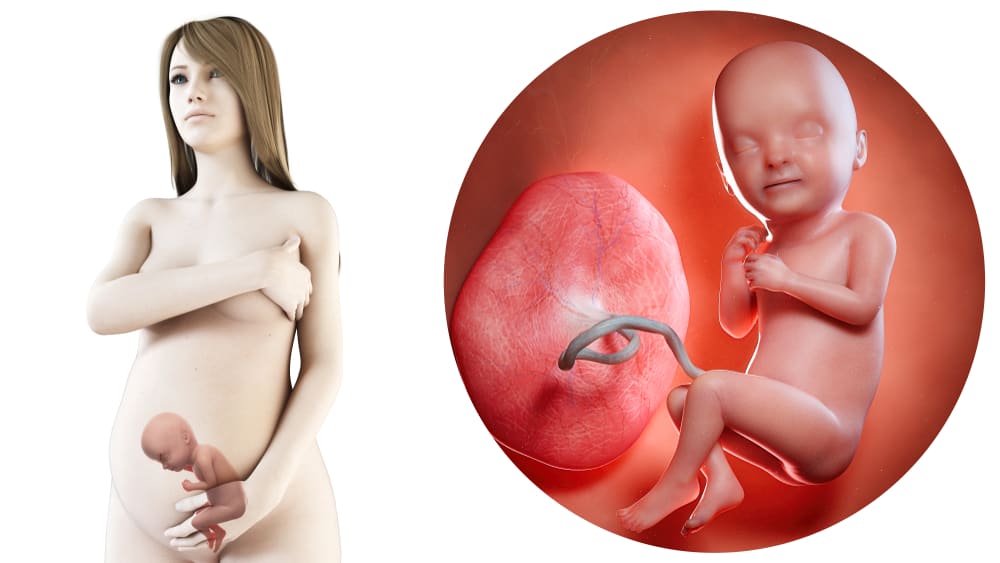 zwangerschapskalender; 33 weken zwanger - Mamaliefde.nl