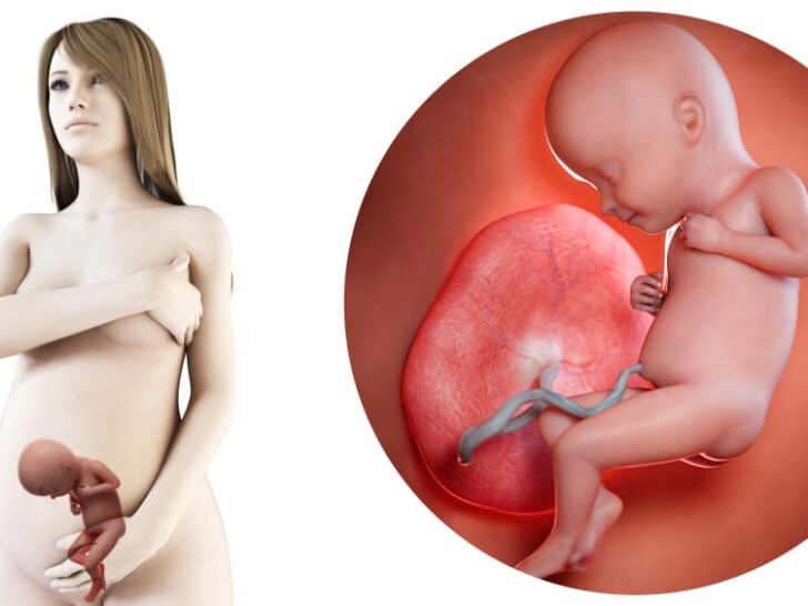 Zwangerschapskalender; 32 weken zwanger