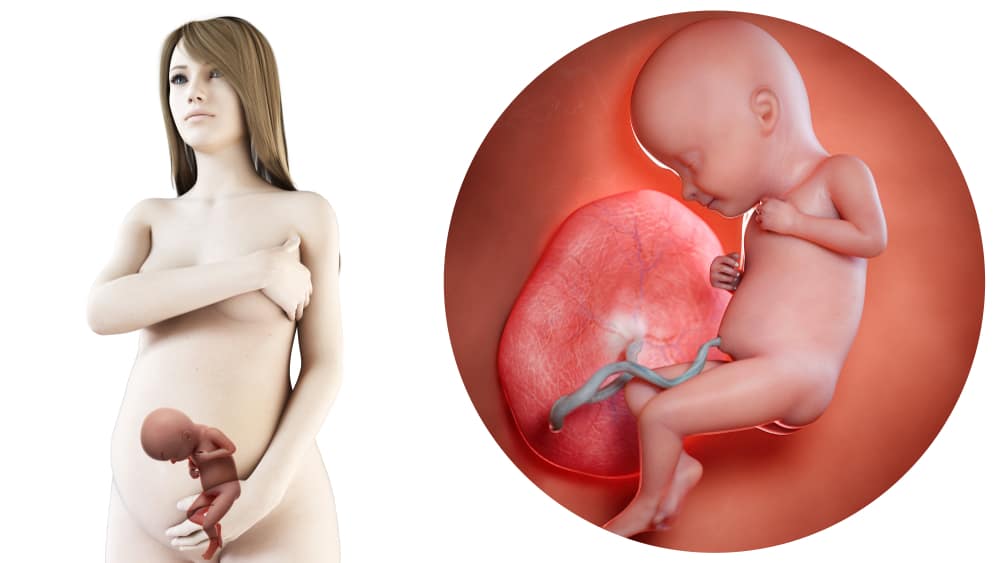 zwangerschapskalender; 32 weken zwanger - Mamaliefde.nl