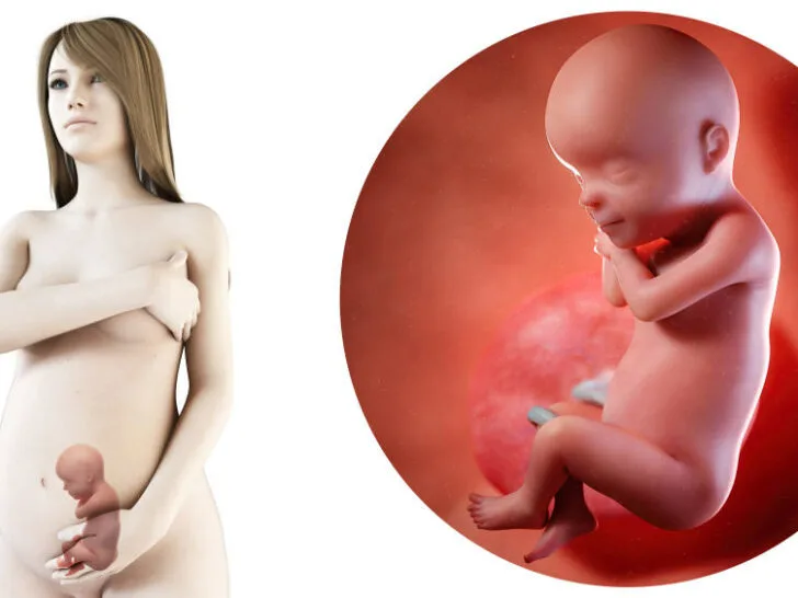 zwangerschapskalender; 30 weken zwanger - Mamaliefde.nl
