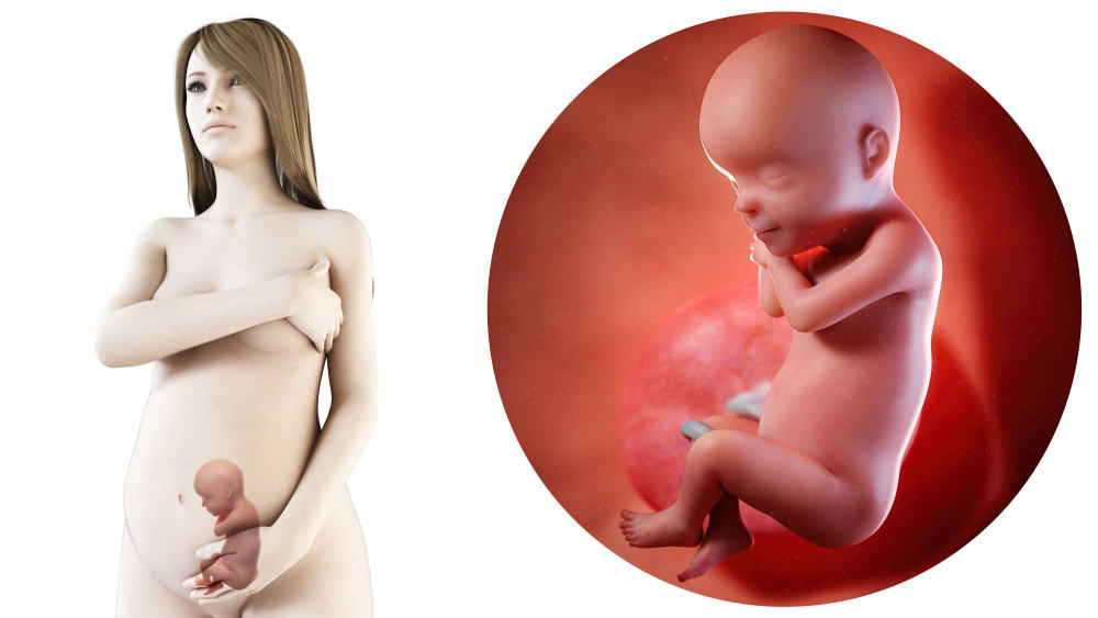 Zwangerschapskalender; 30 weken zwanger