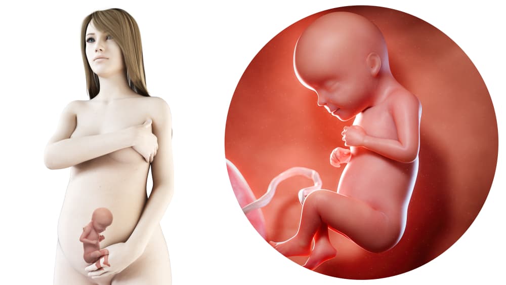 zwangerschapskalender; 29 weken zwanger - Mamaliefde.nl