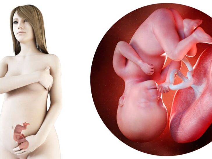 Zwangerschapskalender; 27 weken zwanger