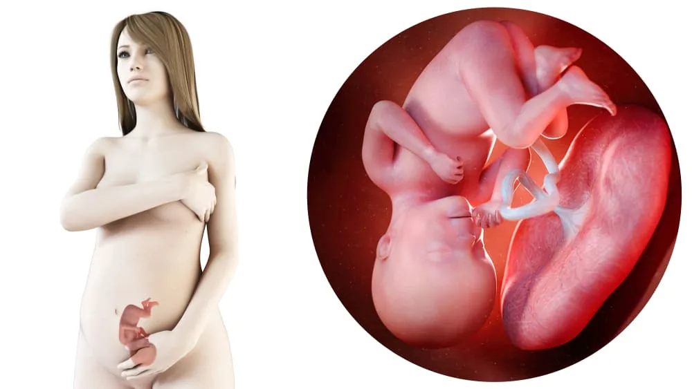 zwangerschapskalender; 27 weken zwanger - Mamaliefde.nl