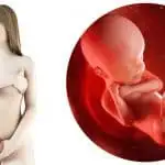 zwangerschapskalender; 24 weken zwanger - Mamaliefde.nl