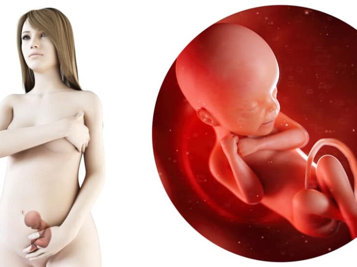 Zwangerschapskalender; 24 weken zwanger