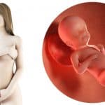 Zwangerschapskalender; 23 weken zwanger - Mamaliefde.nl