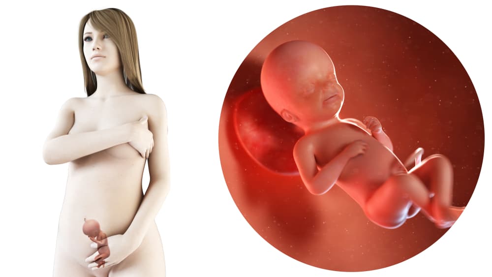 Zwangerschapskalender; 23 weken zwanger