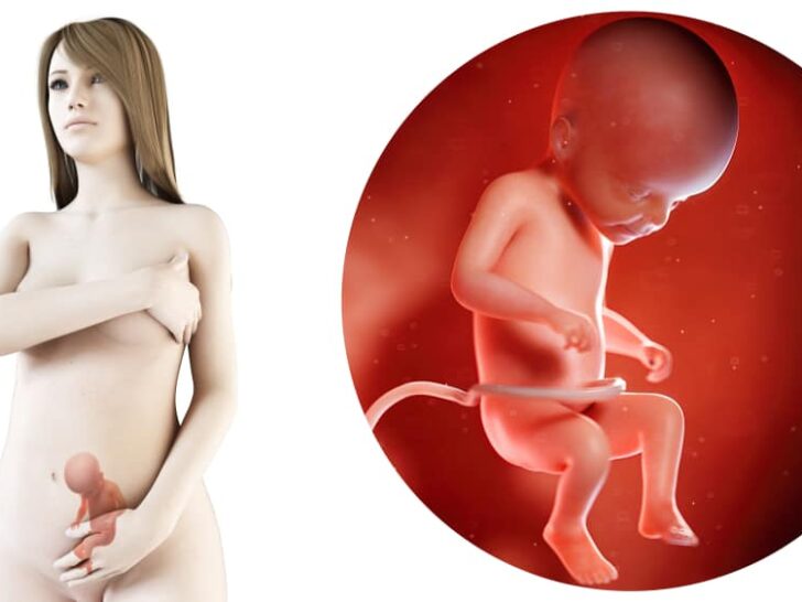 Zwangerschapskalender; 22 weken zwanger