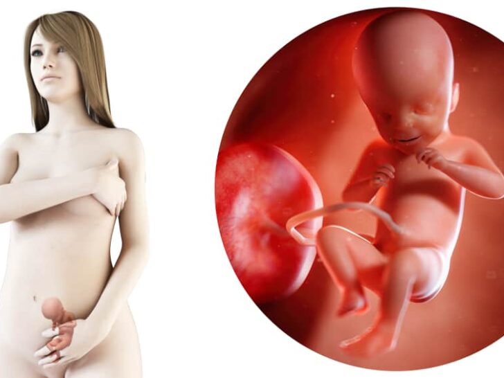 Zwangerschapskalender; 21 weken zwanger