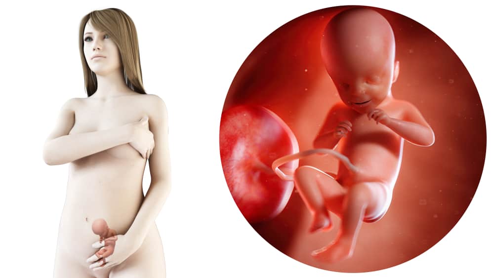zwangerschapskalender; 21 weken zwanger - Mamaliefde.nl
