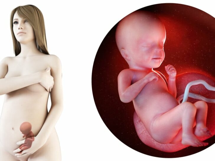 Zwangerschapskalender; 26 weken zwanger