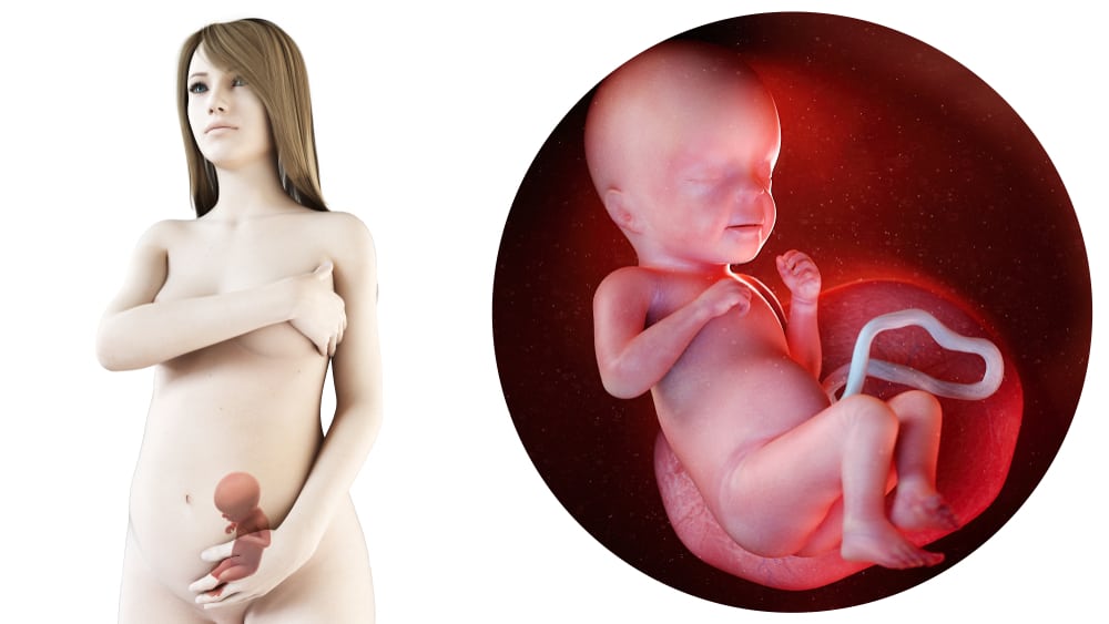 zwangerschapskalender; 26 weken zwanger - Mamaliefde.nl