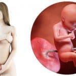 zwangerschapskalender; 28 weken zwanger - Mamaliefde.nl