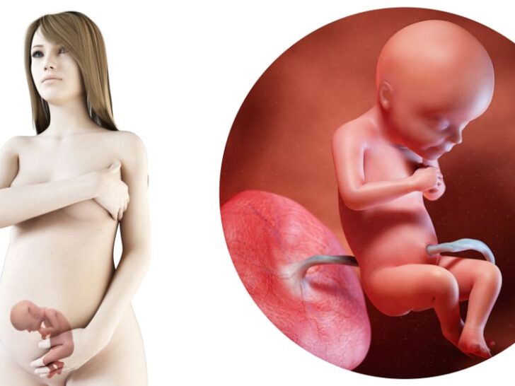 Zwangerschapskalender; 28 weken zwanger