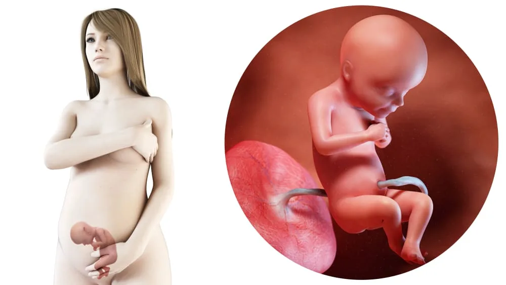 zwangerschapskalender; 28 weken zwanger - Mamaliefde.nl