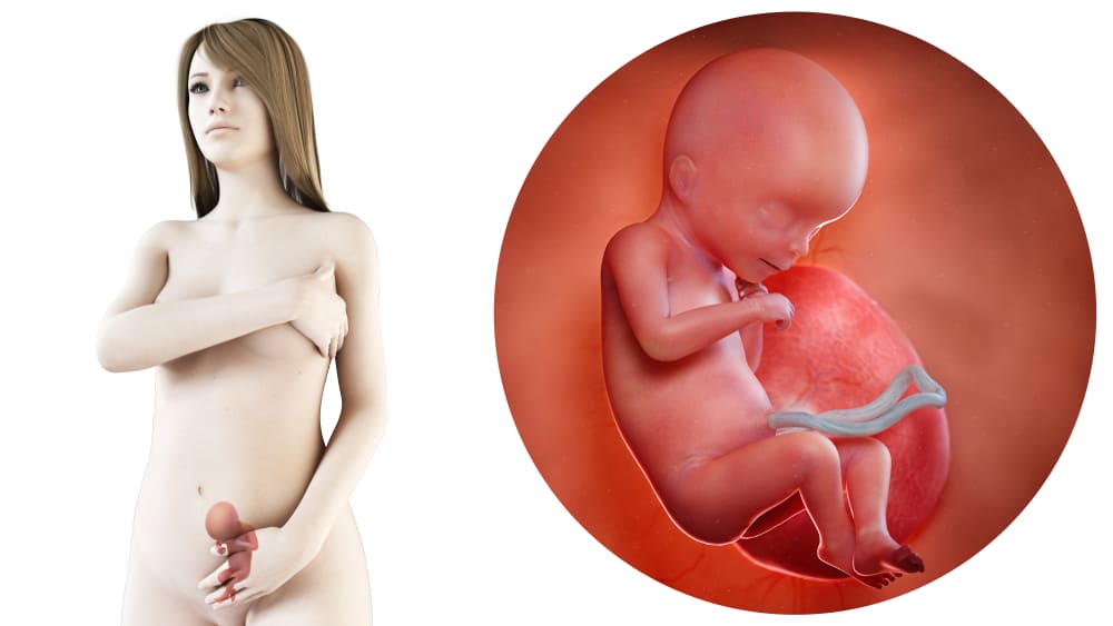 Zwangerschapskalender; 18 weken zwanger