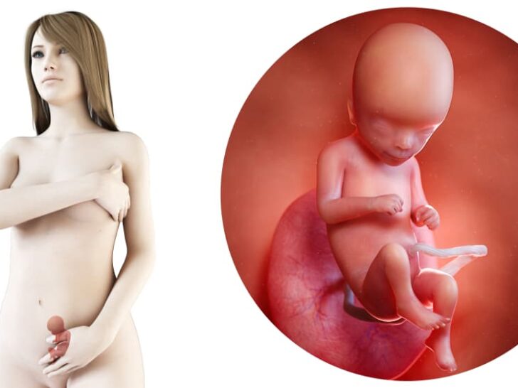 Zwangerschapskalender; 16 weken zwanger