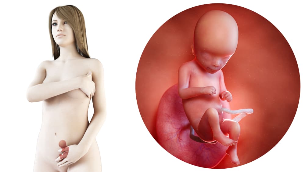 zwangerschapskalender; 16 weken zwanger - Mamaliefde.nl