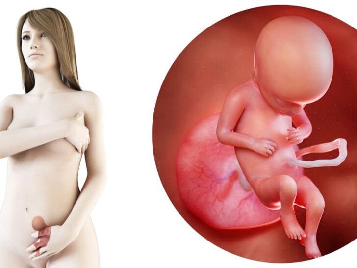 Zwangerschapskalender; 17 weken zwanger